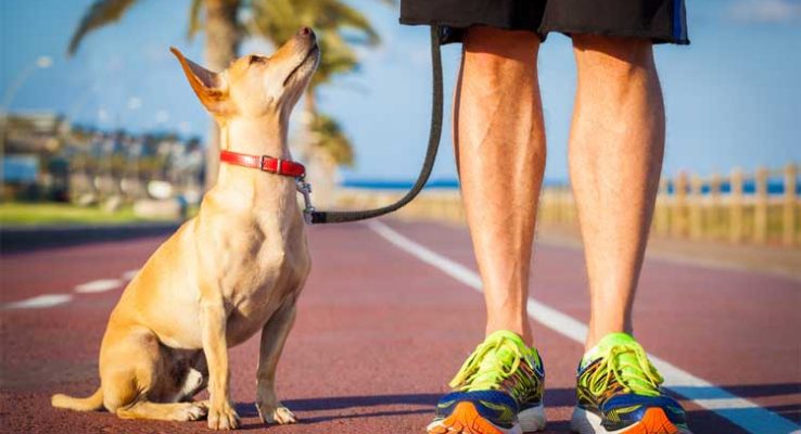 How to Leash Train a Dog