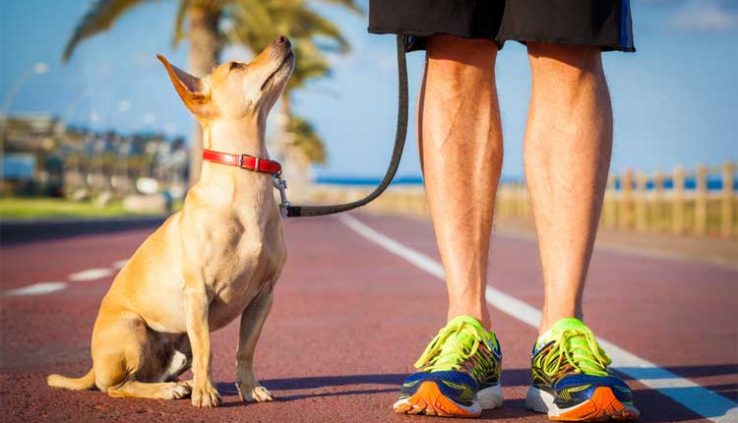 How to Leash Train a Dog