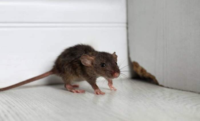 Why Is It Important to Exterminate Mice?